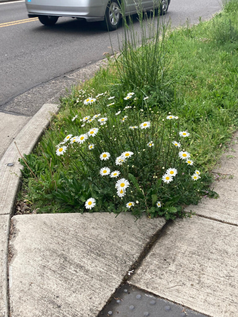 Blooming on the Side of the Road